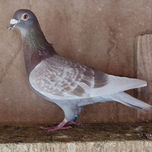 Femela 19-796