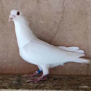Mascul 24-555