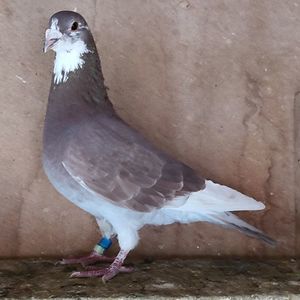 Mascul 23-421