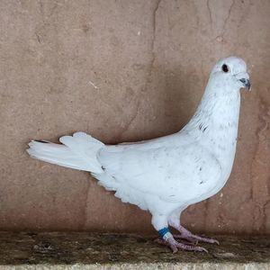 Mascul 24-566