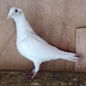 Mascul 23-409
