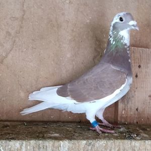 Femela 24-556....-15 lei