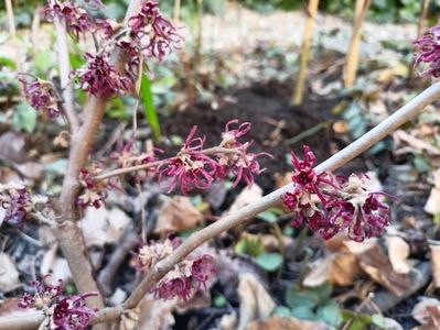 Hamamelis Amethyst