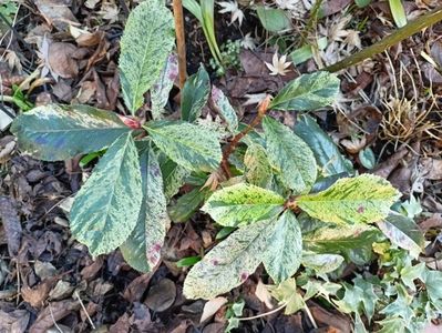 Photinia serratifolia "Pink Crispy"