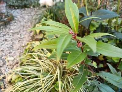 Sarcococca "Winter Gem"