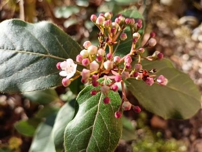 Viburnum tinus Gwenllian