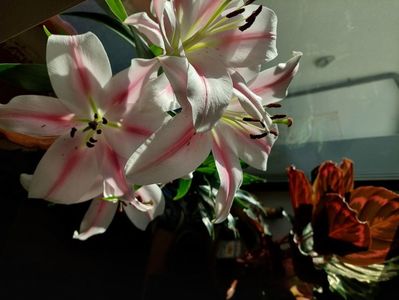 iubesc crinii, sunt singurele flori