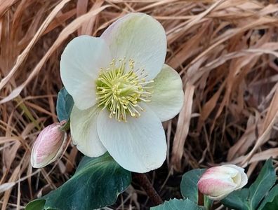 helleborus frosty