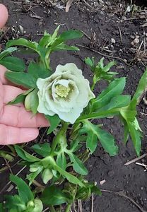 helleborus double ellen white spotted
