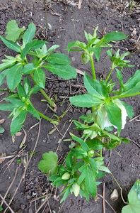 helleborus double ellen white spotted