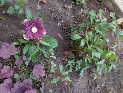 helleborus double ellen red