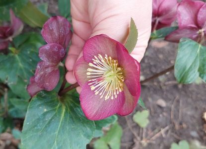 helleborus ice n'roses rose