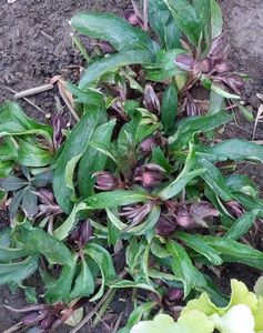 helleborus metallic blue lady