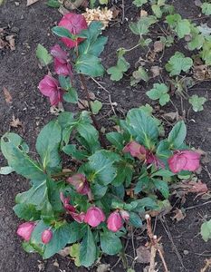helleborus ice n'roses rose