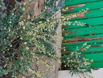 sarcococca confusa sau merisor dulce