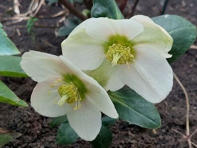 helleborus frosty