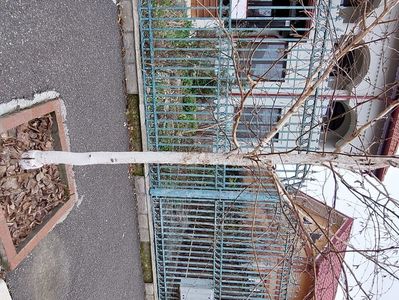 Betula White Light