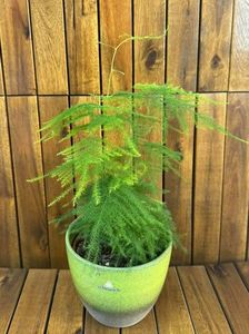 Asparagus Setaceus 1