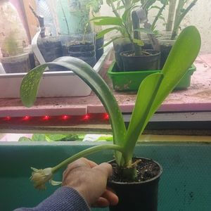 Haemanthus albiflos 15lei; 2buc
