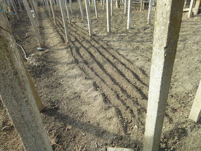 05.02.2025; Mazărea
