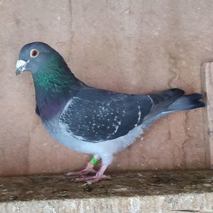 Mascul 23-555