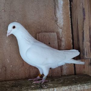 Femela 19-003