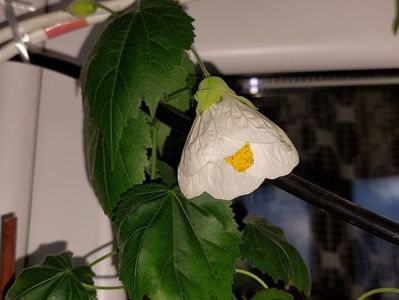 Abutilon alb1(9-02-2025)