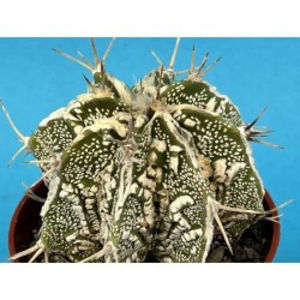 Astrophytum ornatum 'Hannya'