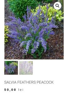 Salvia Feathers Peacock; Soare,40-60 cm,  Iunie- August; Septembrie,50ron gradina chic
