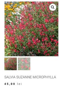 Salvia Suzanne Microphylla; Soare, 60-70cm,Iunie- August; Septembrie, 45ron, gradina chic
