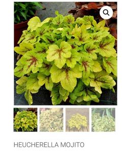 Heucherella Mojito; Penumbra-Umbra,  30 cm, Iunie-Iulie , 45ron, gradina chic
