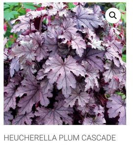 Heucherella Plum Cascade NU A VENIT; Penumbra-Umbra , 50 cm,  Mai-Iunie, 45ron, gradina chic
