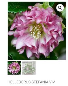 Helleborus Stefania Viv NU A VENIT; Penumbra-Umbra , 35-45 cm,   Februarie-Aprilie, 75ron, gradina chic
