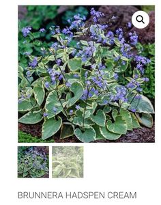 Brunnera Hadspen Cream; Penumbra-Umbra ,60 cm , Martie-Aprilie,47ron,gradina chic
