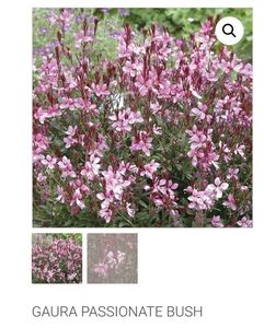 Gaura Passionate Bush; Soare ,80/50 cm ,Mai- August,48ron, gradina chic
