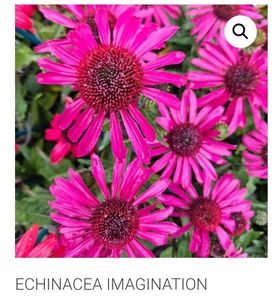 Echinacea Imagination; Soare,   10-50cm,  Iunie-Septembrie, 50ron, gradina chic
