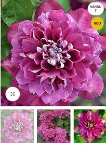 Clematis Hot Kisses; grB, florilor roșu, 1-1,5 m, floare  medie, V, VI, Aspectul S, E, W, 65ron, Clematite,Un nou soi polonez abundent în floare roșie. Florile nascute primavara sunt duble si semiduble, vara – simple. Se 
