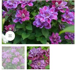 Clematis Birthday Girl; grB, violet,  0,5-1 m,  floare medie,V, VI, VII,Aspectul S, E, W, 65ron, Clematite, Un nou soi polonez abundent cu flori violet, cu o bară roșie de-a lungul mijlocului petalelor. Florile din primavara
