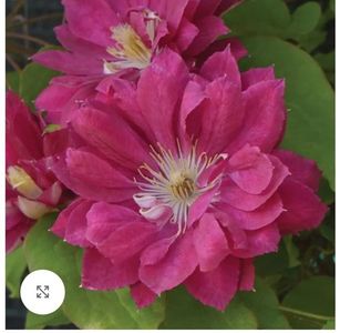 Clematis Akafuji; Roz , VI, VII, VIII , Grupa B , 8-12cm,60ron, Clematite, 
O varietate cu flori mari, roșii, pline și semi-pline. Înflorește în a doua jumătate a lunii mai și în iunie, iar apoi din nou, dar mai puțin 
