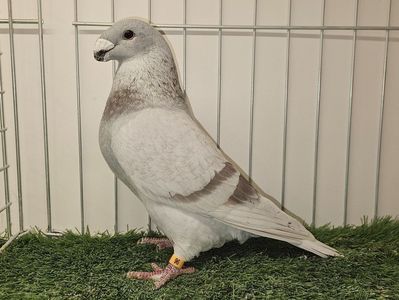 MASCUL RO 24 - 9812