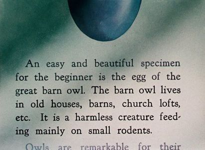 The Egg Collector