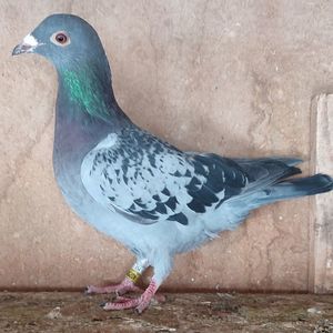 Femela 24-903