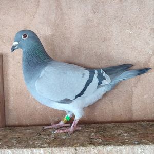 Femela 24-715