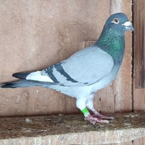 Mascul 23-473