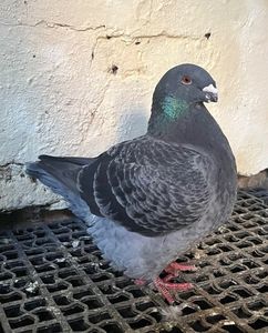Perechea 7 0-1 2022