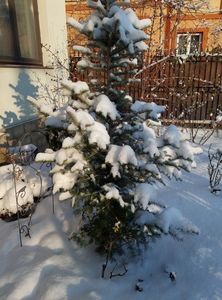 19 februarie