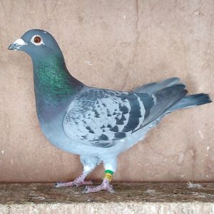 Femela 24-570