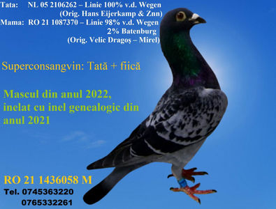 RO 21 1436058 M Pret 150 Lei + transportul