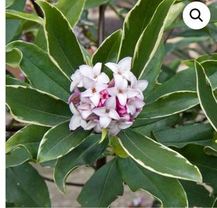 Daphne Aureomarginata; umbra-semiumbra-soare partial, 1-1,5m, martie-aprilie, 110ron, gradina chic
