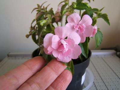 Double pink rose